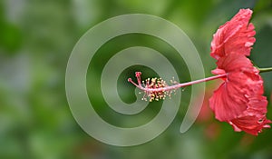 Hibiscus stamen