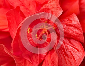 Hibiscus Stamen with Yellow Pollen, Macro