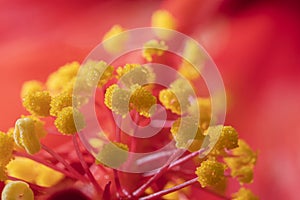 Hibiscus stigma and anthers with pollen