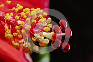 Hibiscus stigma and stamen with pollen