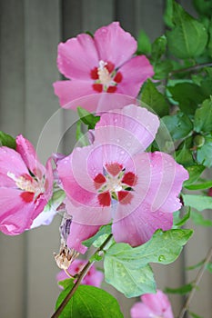 Hibiscus Syracus roe and  planst in danish capital Copenhagen photo