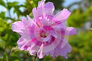 Hibiscus syriacus, Blue chiffon, in flower