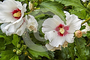 Hibiscus syriacus flower with showy columna and a small ant photo