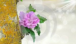 Hibiscus syriacus Lavender photo