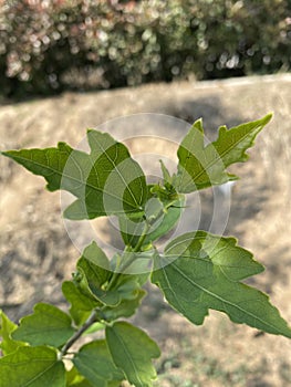 Hibiscus syriacus Linn. Shooting in summer photo