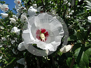 Hibiscus syriacus 'Red Heart' photo