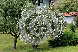 Hibiscus syriacus Red Heart flowering plant growing as small decorative tree filled with open white flowers with red center