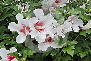 Hibiscus syriacus,  rose of Sharon