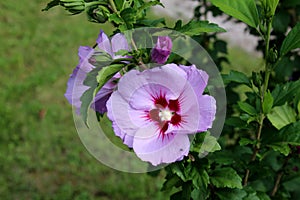 Hibiscus syriacus or Rose of Sharon flowering plant with blooming violet and dark red trumpet shaped flowers