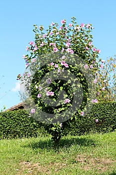 Hibiscus syriacus or Rose of Sharon flowering plant growing as decorative bush filled with blooming violet and dark red flowers