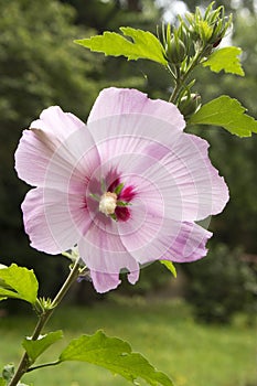 Hibiscus syriacus, rose of Sharon, light purple violet flower