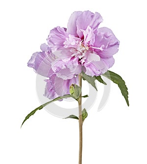 Hibiscus syriacus - Rose of Sharon, Tropical purple flower isolated on white background, with clipping path