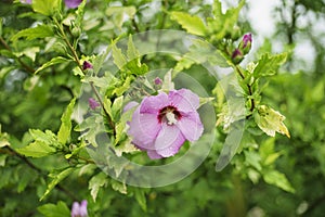 Hibiscus syriacus is a species of flowering plant in the Malvaceae family photo