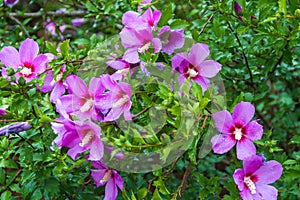 Hibiscus syriacus under the rain national flower of South Korea