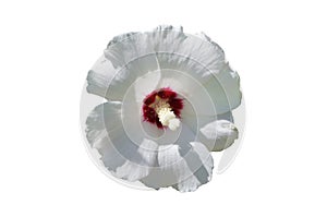 Hibiscus syriacus white rose of Sharon `Red Heart` flower