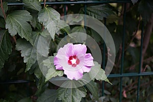 Hibiscus syriacus \'Woodbridge\' blooms with large pink-purple flowers with a red center in August. Berlin, Germany