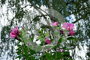 Hibiscus syriacus \'Woodbridge\' blooms with large pink-purple flowers with a red center in August. Berlin, Germany