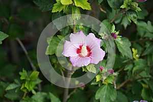 Hibiscus syriacus \'Woodbridge\' blooms with large pink-purple flowers with a red center in autumn.