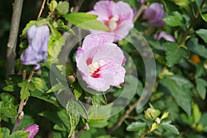 Hibiscus syriacus \'Woodbridge\' blooms with large pink-purple flowers with a red center in autumn.