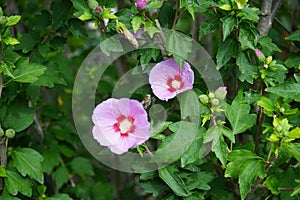 Hibiscus syriacus \'Woodbridge\' blooms with large pink-purple flowers with a red center in September. Berlin, Germany