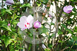 Hibiscus syriacus \'Woodbridge\' blooms with large pink-purple flowers with a red center in September. Berlin, Germany
