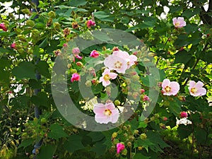 Hibiscus taiwanensis