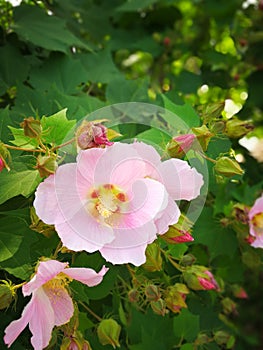 Hibiscus taiwanensis