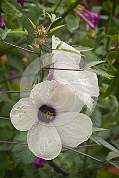 Hibiscus tea (Hibiscus sabdariffa) flower and sepals dried for i