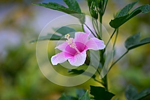 The hibiscus is thai flower