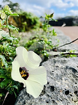 Hibiscus trionum on the roadside.