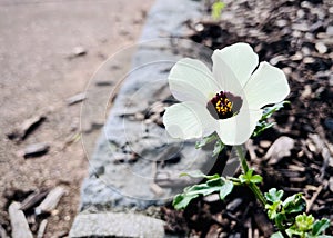 Hibiscus trionum on the walkway side, cool tone.