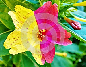 Hibiscus Two colors