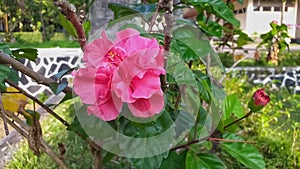 Royal hibiscus pink flowers photo