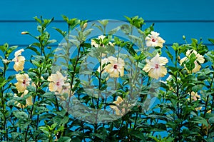 Hibiscus is used as a fence.