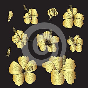 Hibiscus vector set isolate on black background