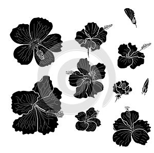 Hibiscus vector set isolate on white background