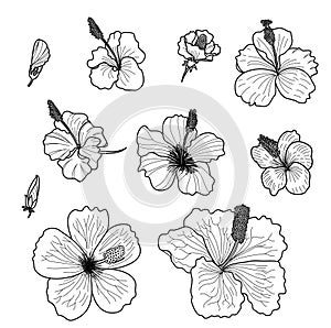 Hibiscus vector set isolate on white background