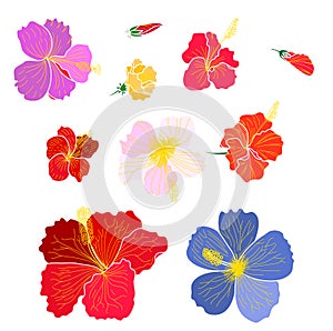 Hibiscus vector set isolate on white background