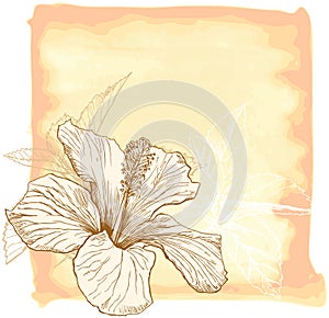 Hibiscus watercolor flower