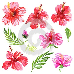 Hibiscus watercolor set. Tropical flowers and leaves collection. Red, pink exotic blossom for textile, fashion, wallpaper, banner