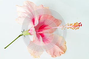 Hibiscus On White