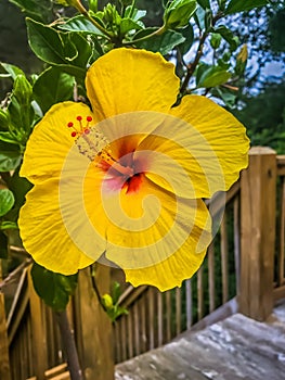 Hibiscus on wooden path to beach