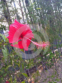 Hibiscus & x28;bunga sepatu& x29;