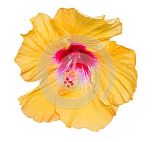 Hibiscus yellow flower isolated on white background.