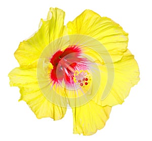 Hibiscus yellow flower isolated on white background.