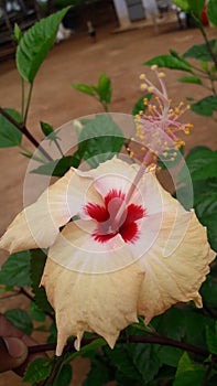 Hibiscus yellowish