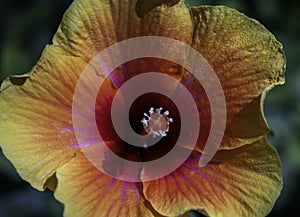 A hibiskus flower in full bloom, South Africa.