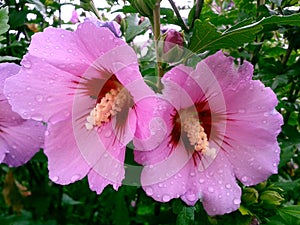 Hibiskus pink beautiful  in garden. photo