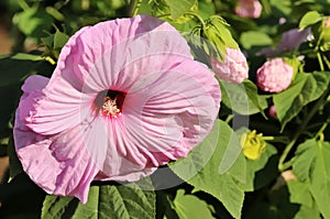 Hibiskus rosa-sinensis, known colloquially as Chinese hibiskus, China rose, rose mallow in garden photo