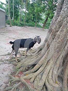 A hibrid  colourful goat stands on a tree root photo